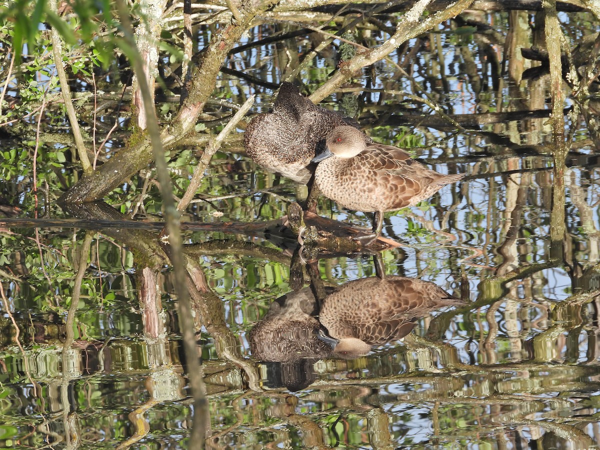 ハイイロコガモ - ML644612833