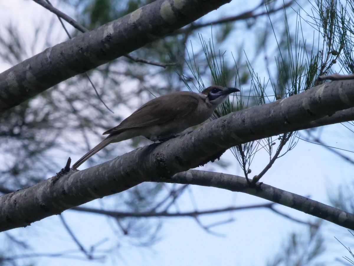 Little Friarbird - ML644612834