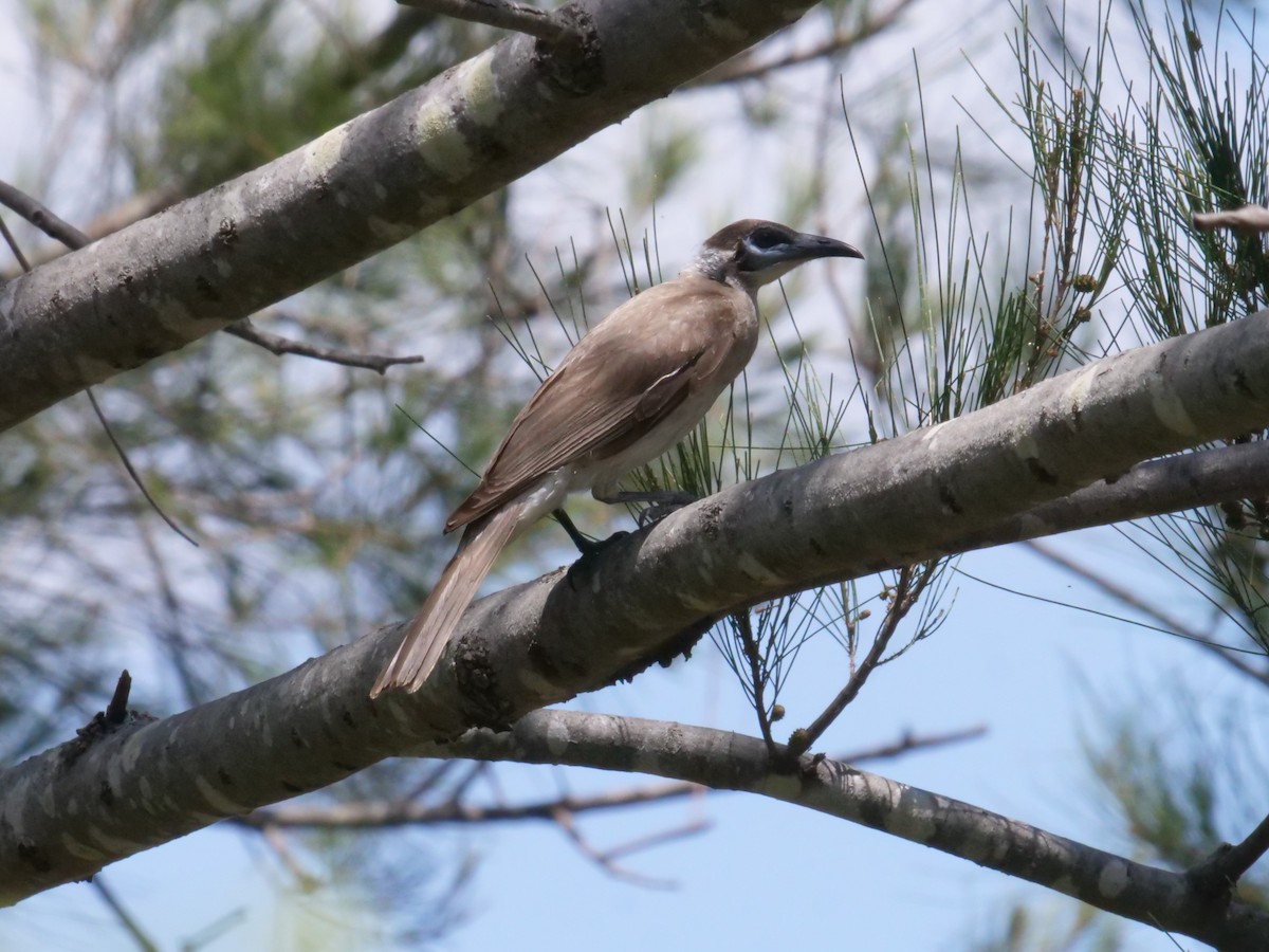 Little Friarbird - ML644612835