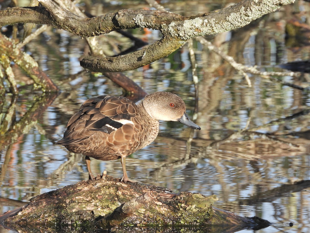 ハイイロコガモ - ML644612840