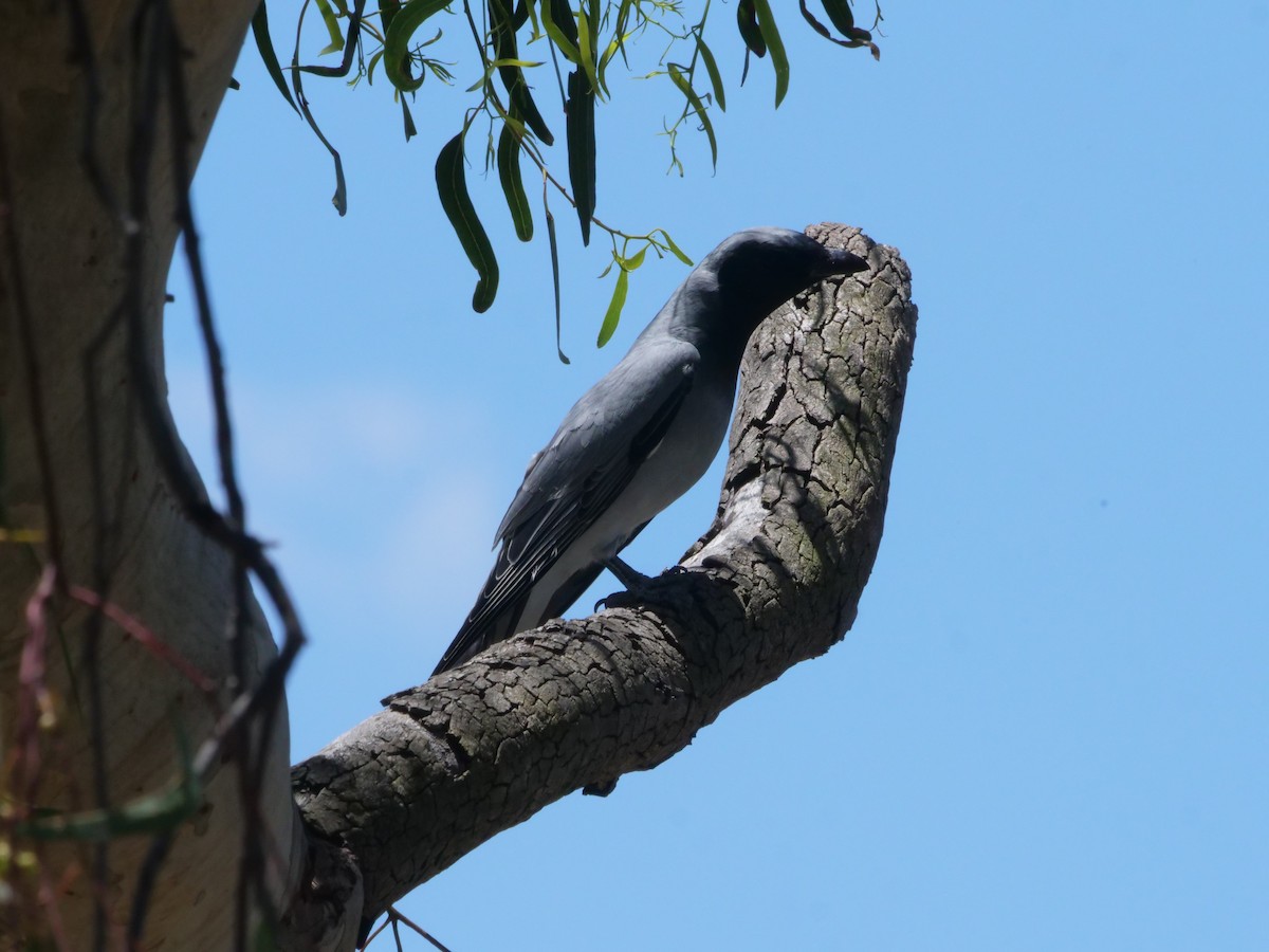 Black-faced Cuckooshrike - ML644612841