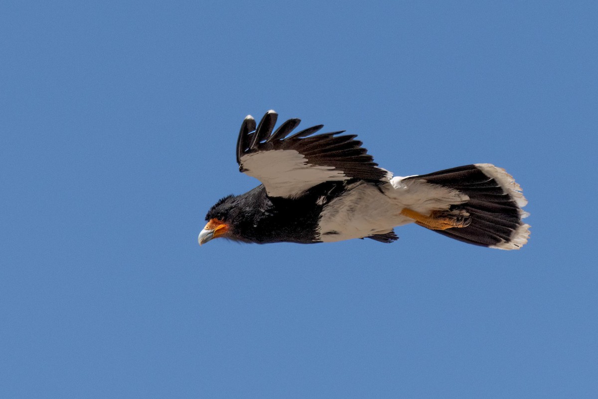 Mountain Caracara - ML644612842
