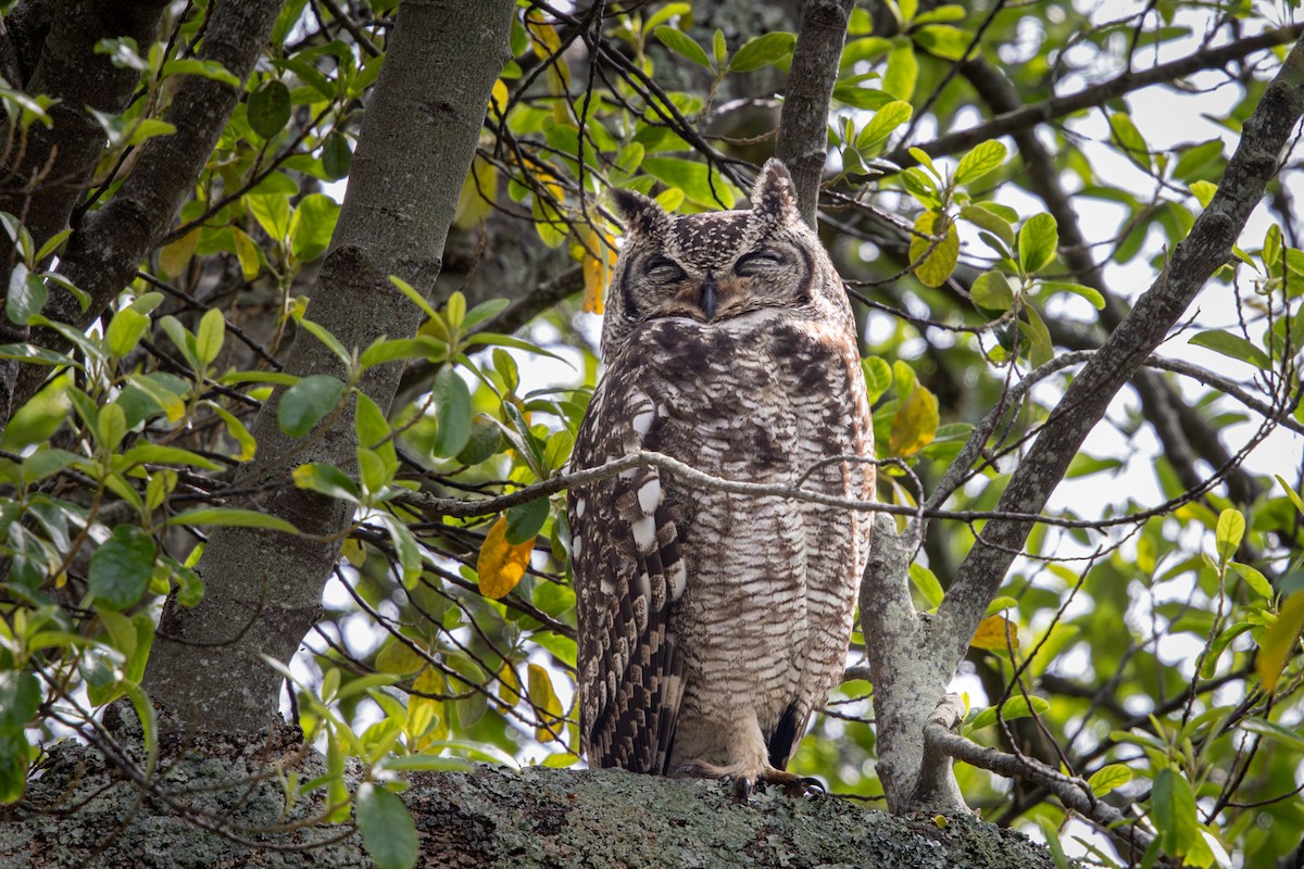 Spotted Eagle-Owl - ML644612844