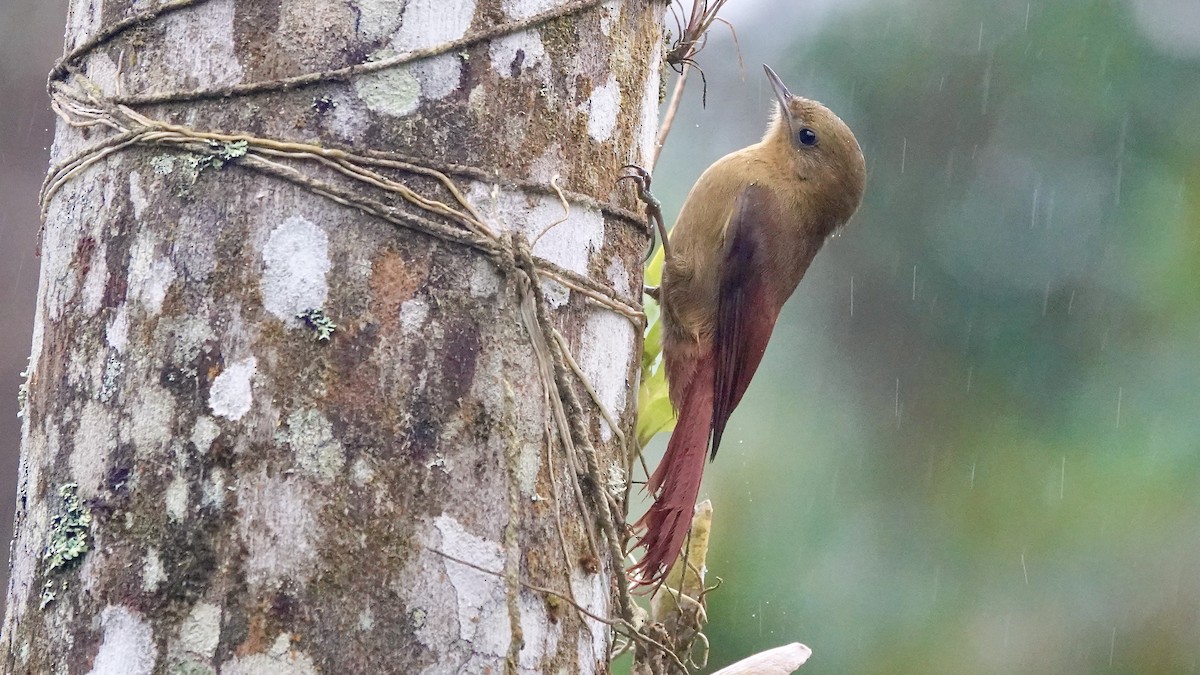 gråhodetreløper - ML644612849