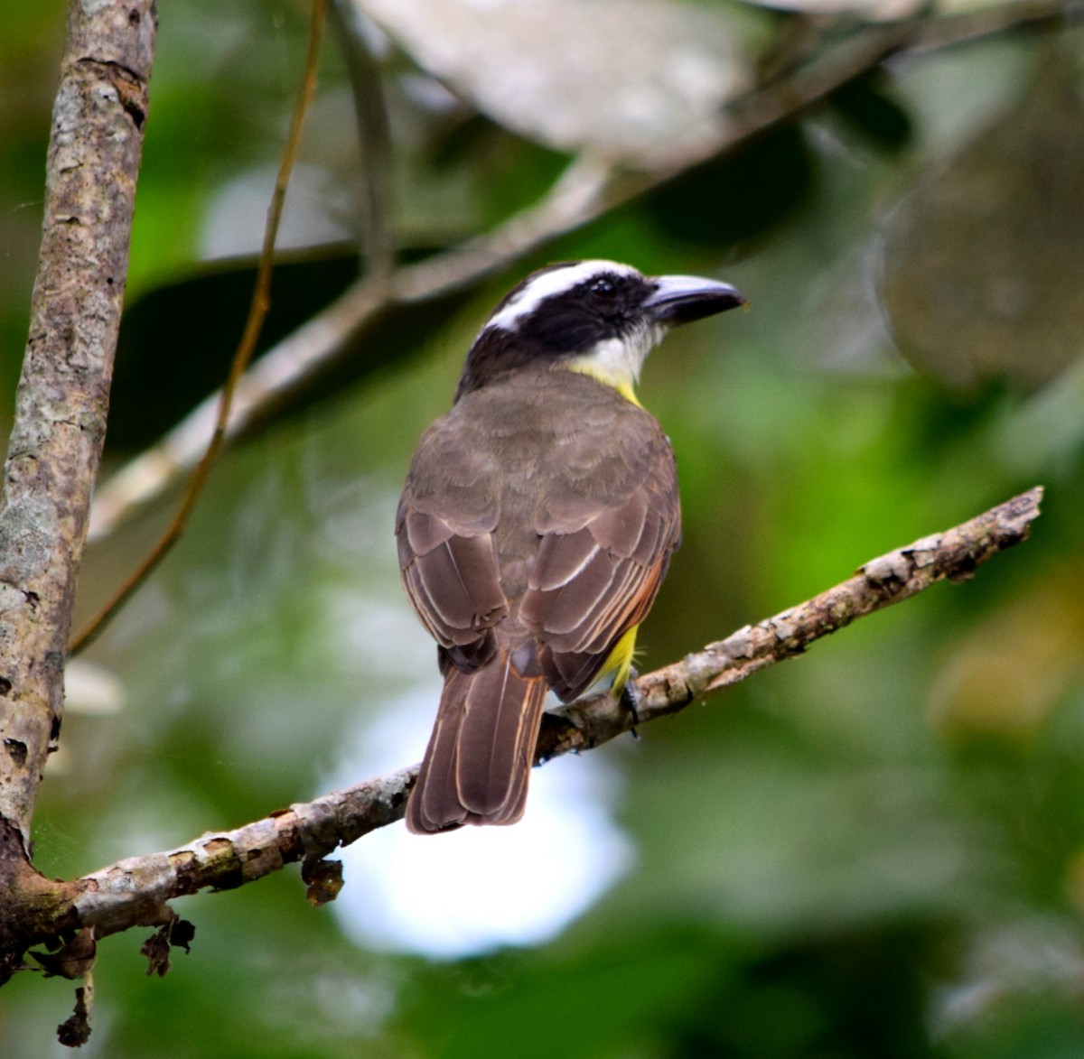 Boat-billed Flycatcher - ML644612854