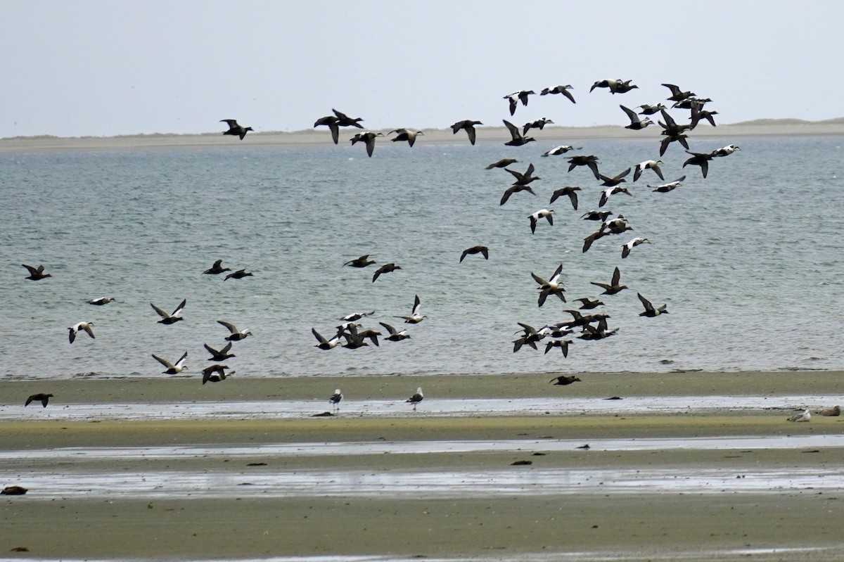 אדרית שחורת-כיפה - ML644612858