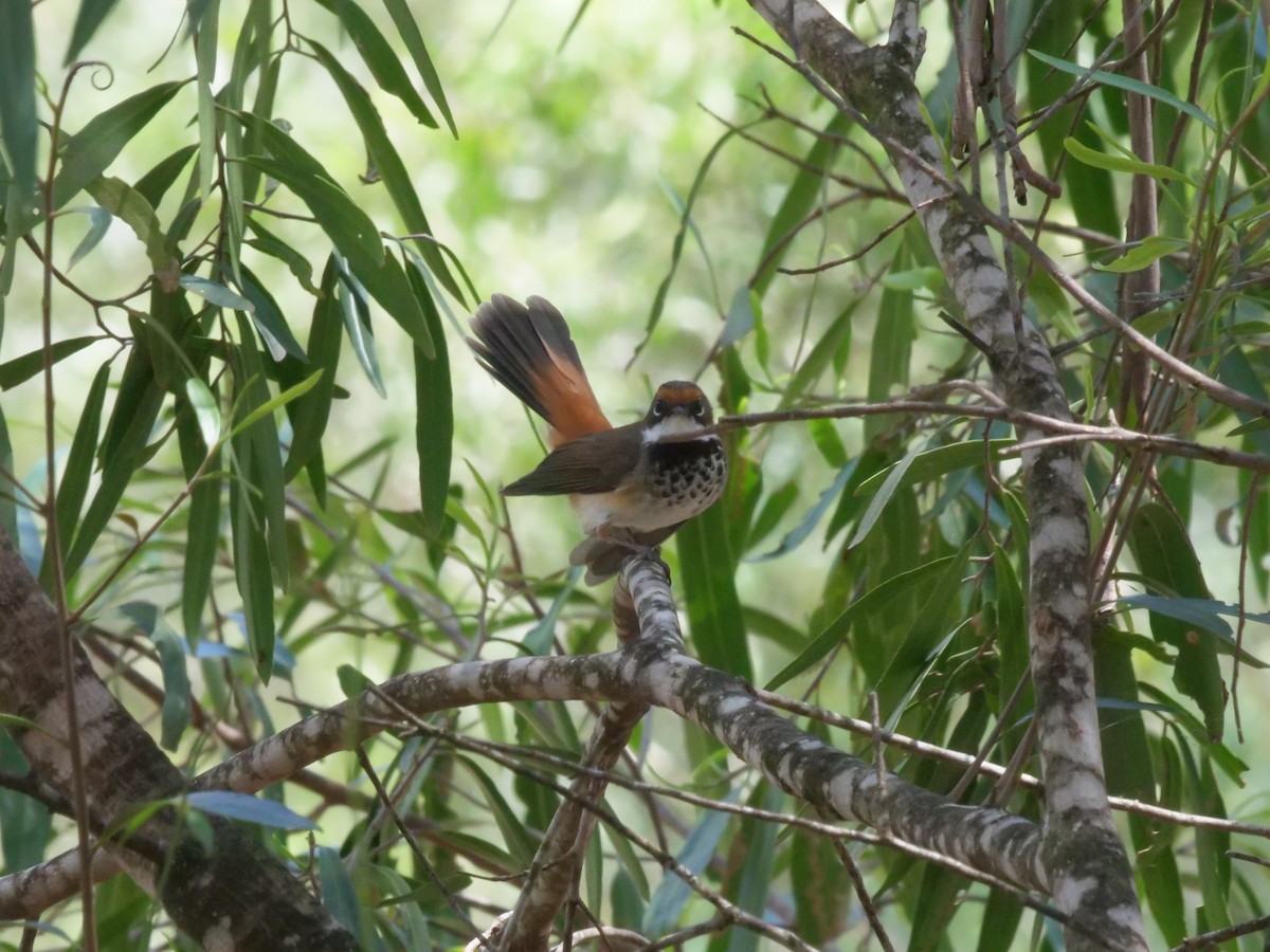 Australian Rufous Fantail - ML644612859