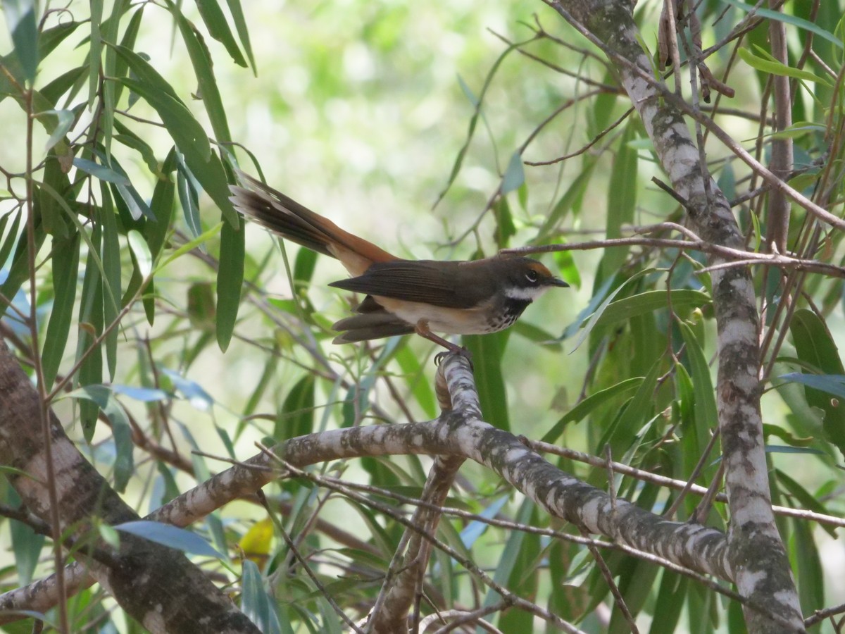 Australian Rufous Fantail - ML644612861