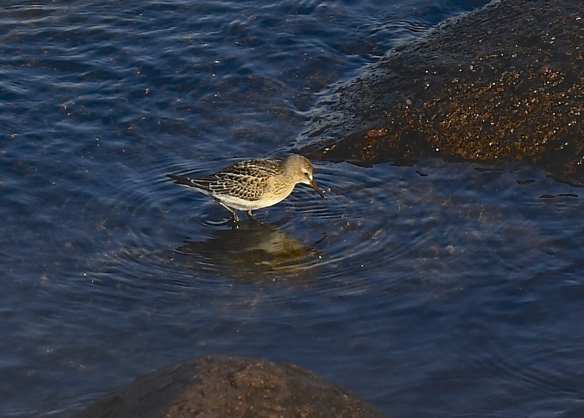 コシジロウズラシギ - ML644612868