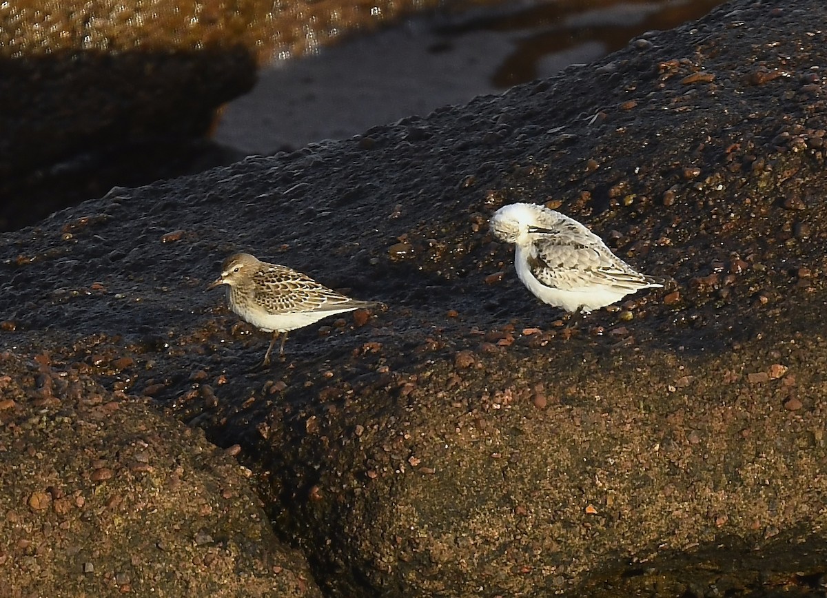 コシジロウズラシギ - ML644612869