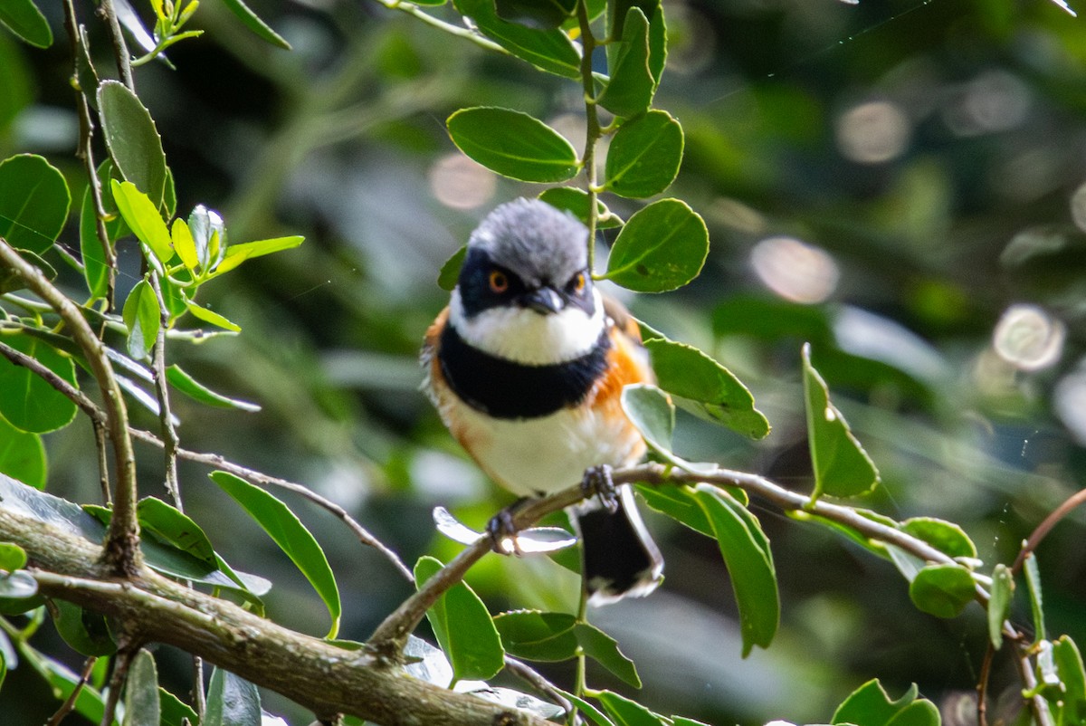 Kapschnäpper (capensis) - ML644612871