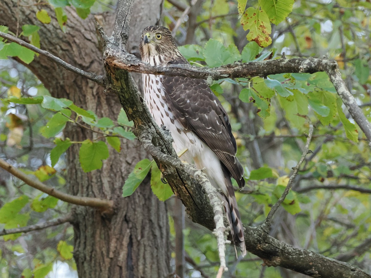 Cooper's Hawk - ML644612886