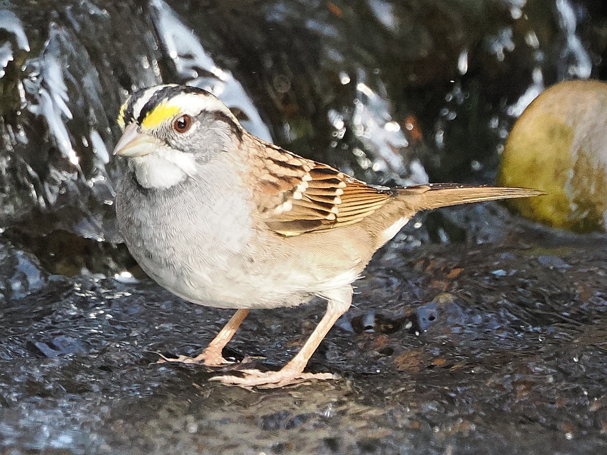 White-throated Sparrow - ML644612917