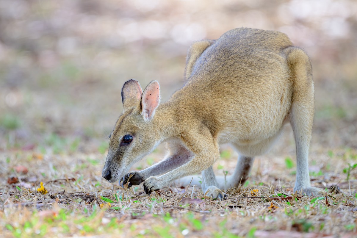 Agile Wallaby - ML644612927