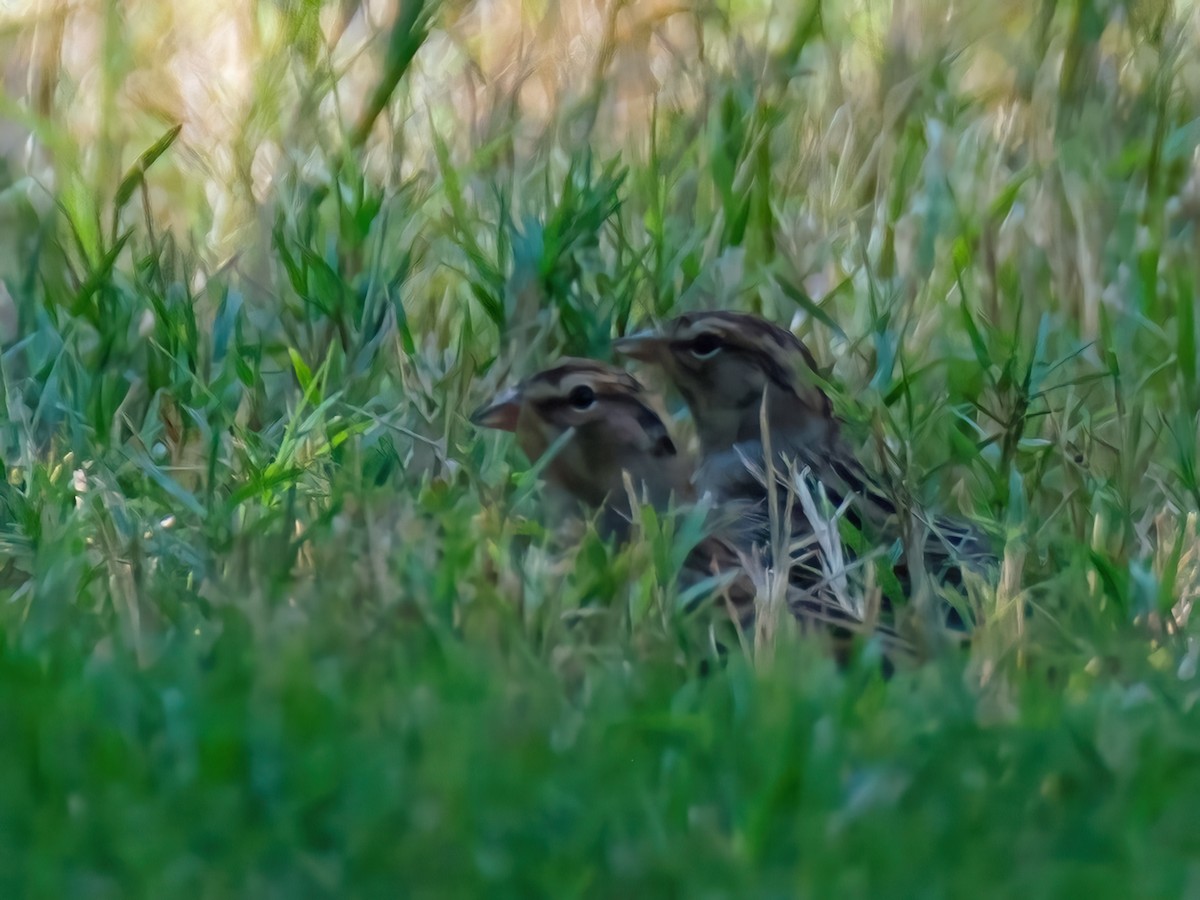 Cırcır Sesli Serçe - ML644612929