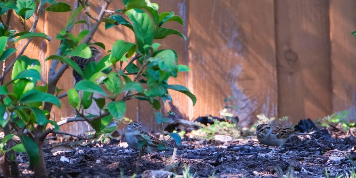 Cırcır Sesli Serçe - ML644612930