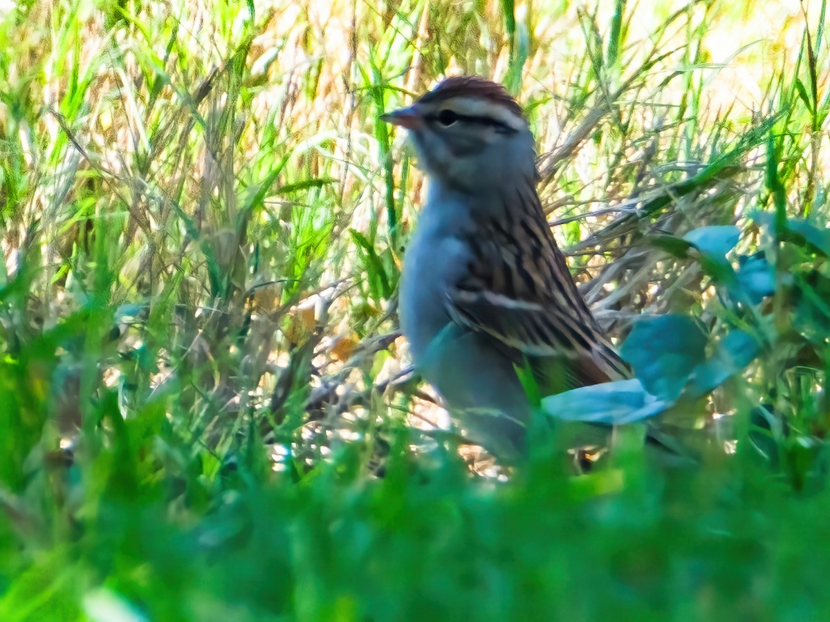 Cırcır Sesli Serçe - ML644612931