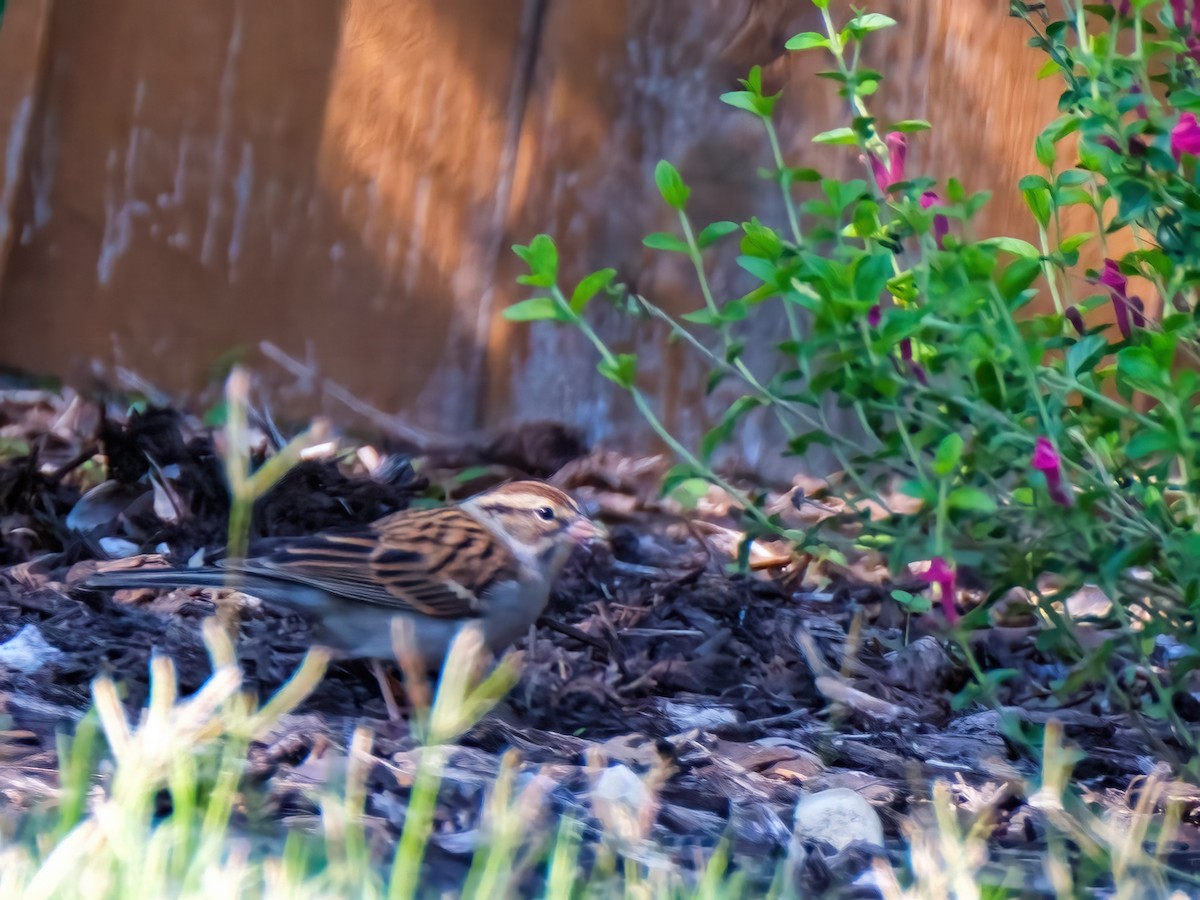 Cırcır Sesli Serçe - ML644612932