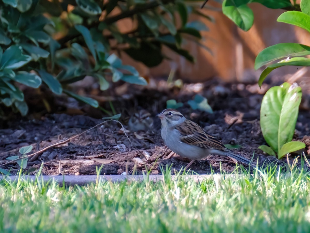 Cırcır Sesli Serçe - ML644612933