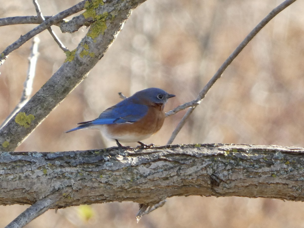 Eastern Bluebird - ML644612934