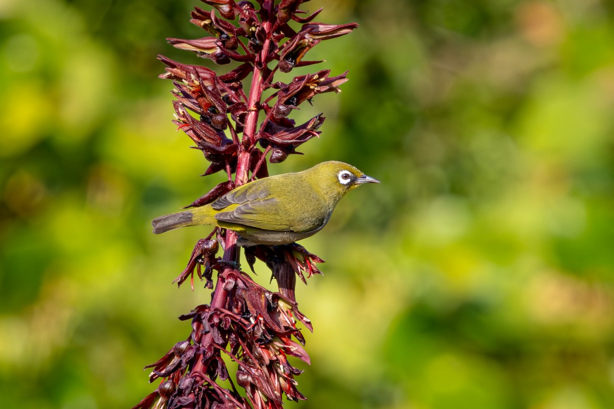 Kap Gözlükçüsü (capensis) - ML644612940