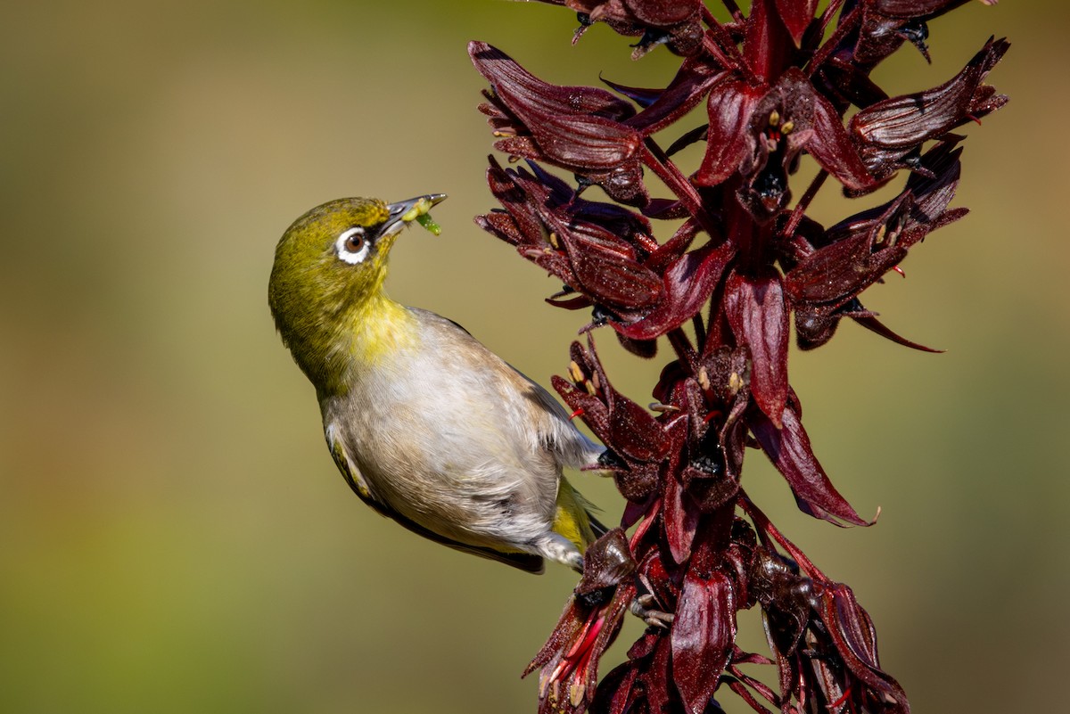 Kap Gözlükçüsü (capensis) - ML644612941