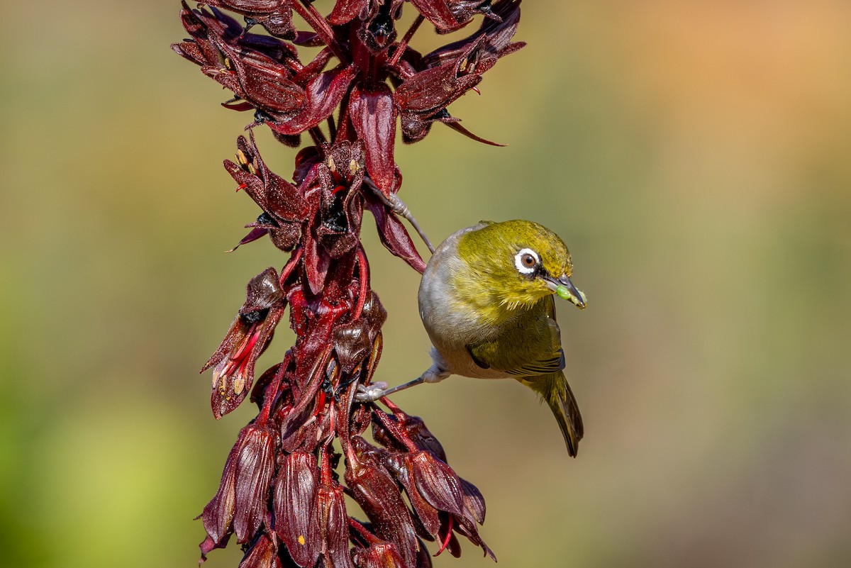 Kap Gözlükçüsü (capensis) - ML644612943