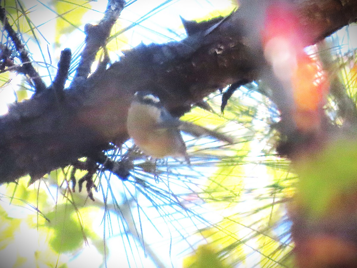 Red-breasted Nuthatch - ML644612949
