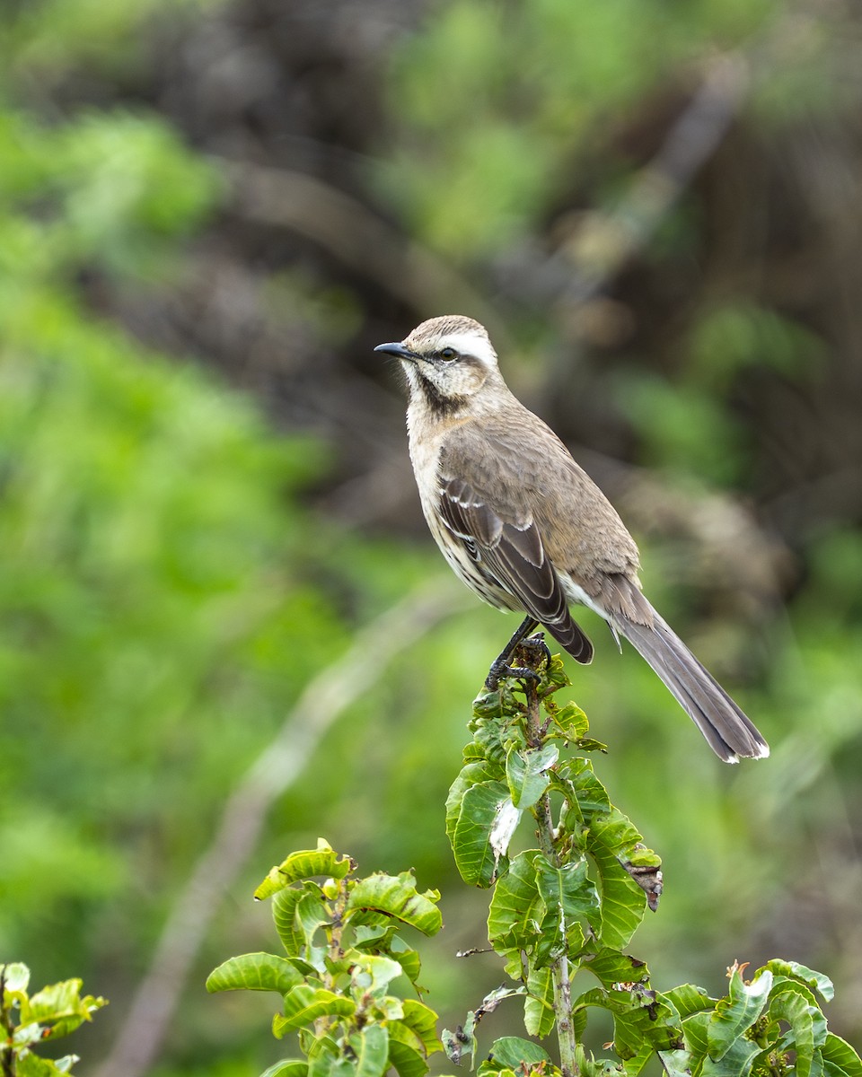 Пересмішник чилійський - ML644612953