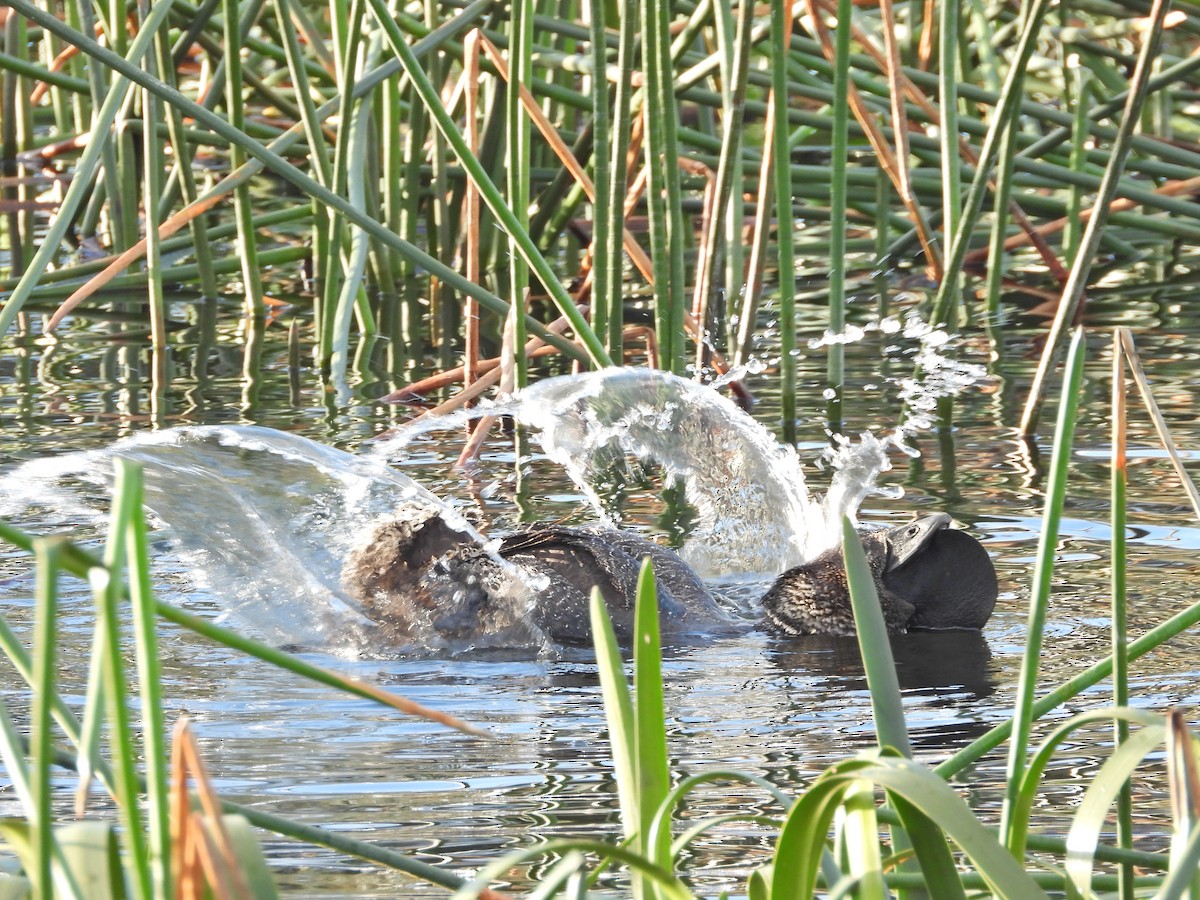 pungand - ML644612954