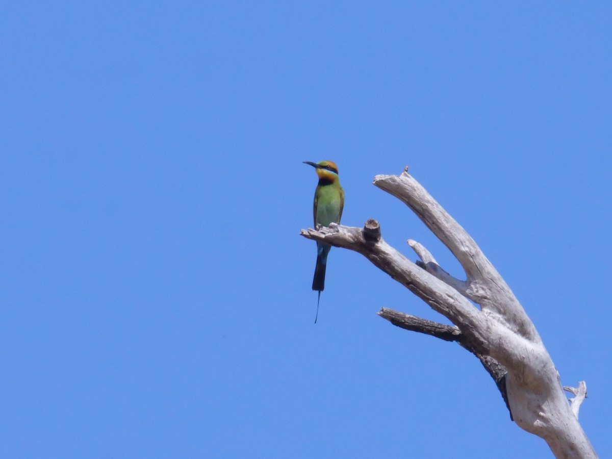 Regenbogenspint - ML644612962