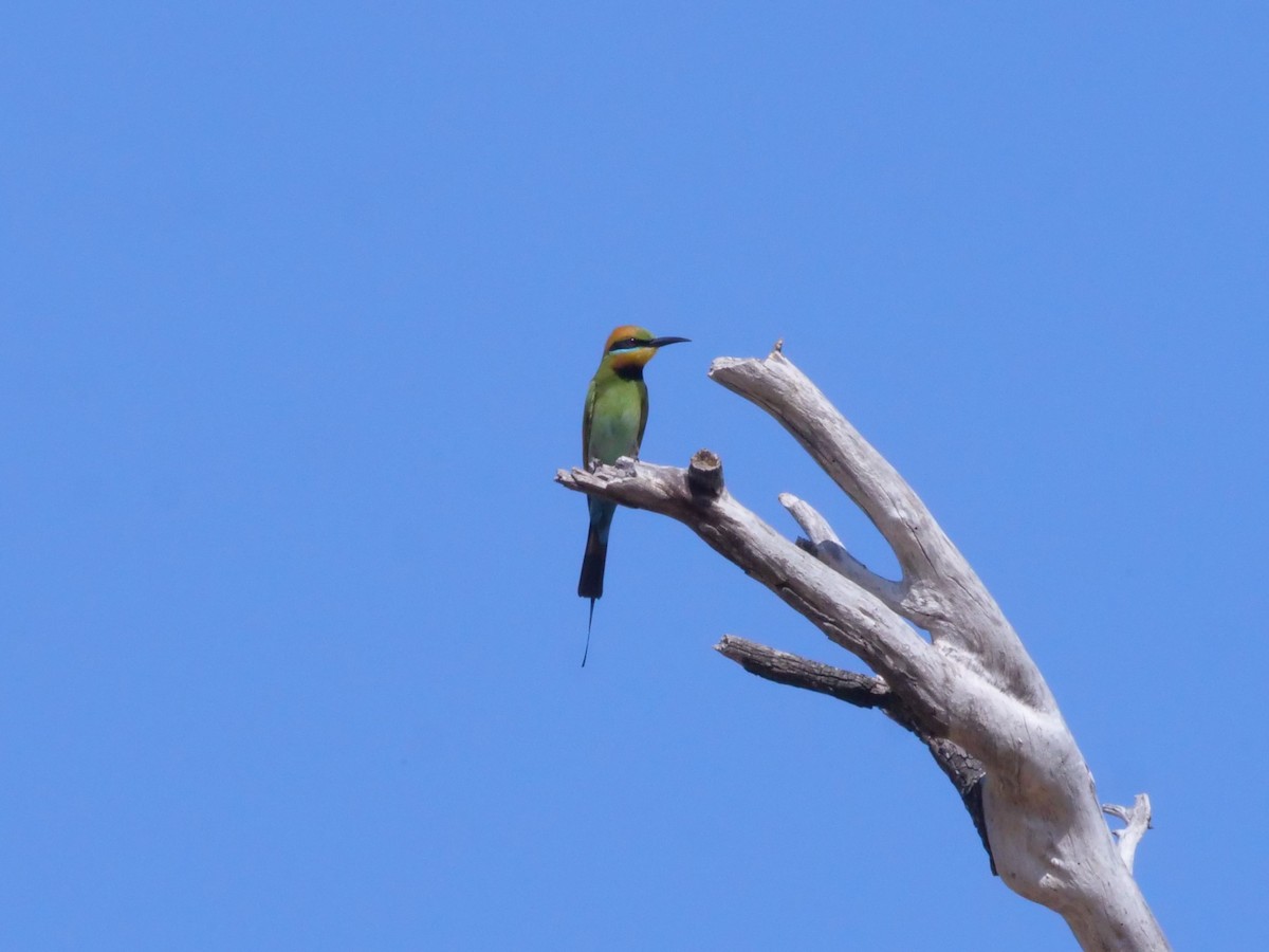 Regenbogenspint - ML644612963