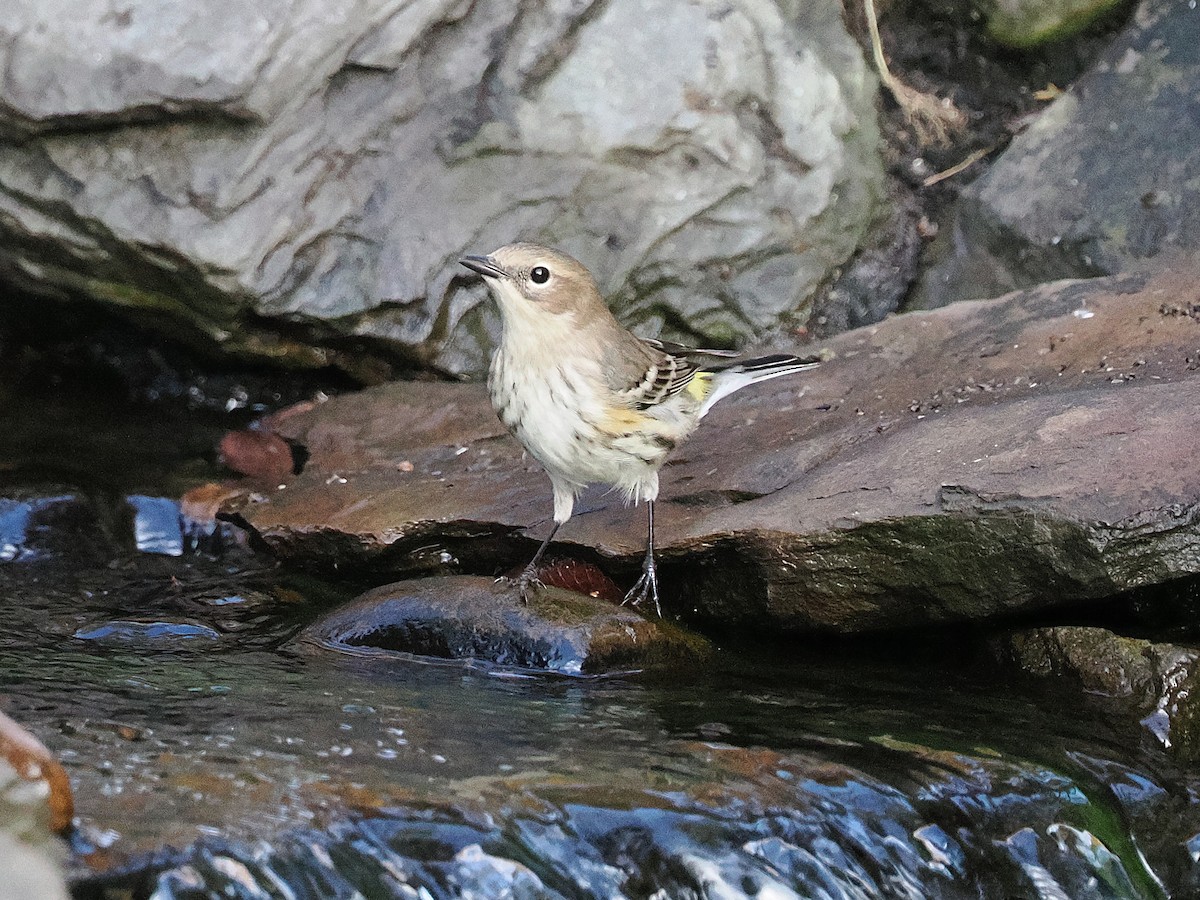 Yellow-rumped Warbler - ML644612966