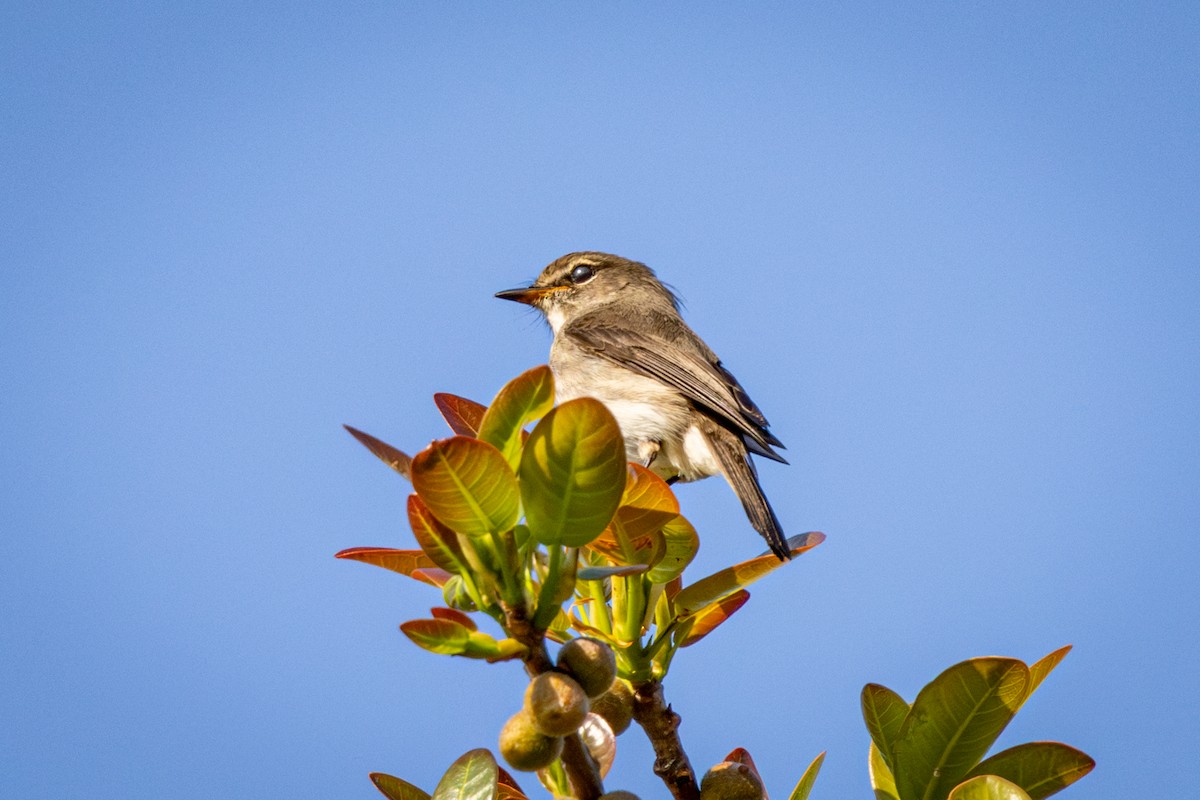 African Dusky Flycatcher - ML644612968