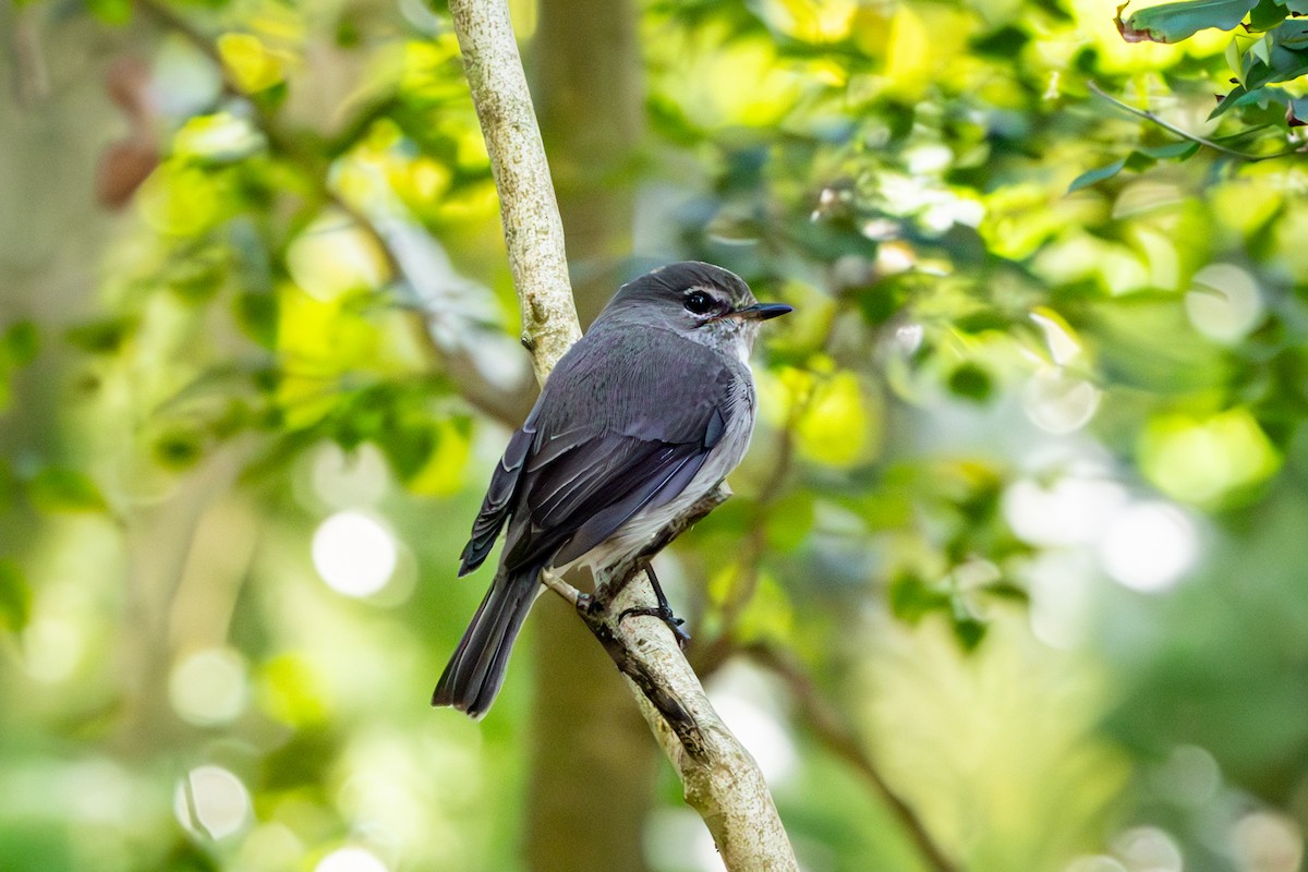 African Dusky Flycatcher - ML644612969
