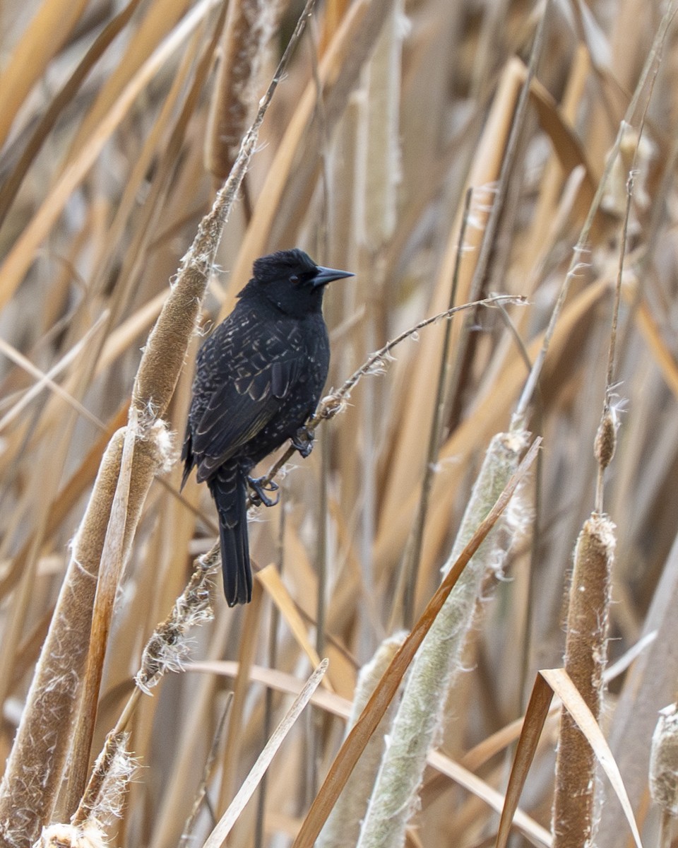 Yellow-winged Blackbird - ML644612984