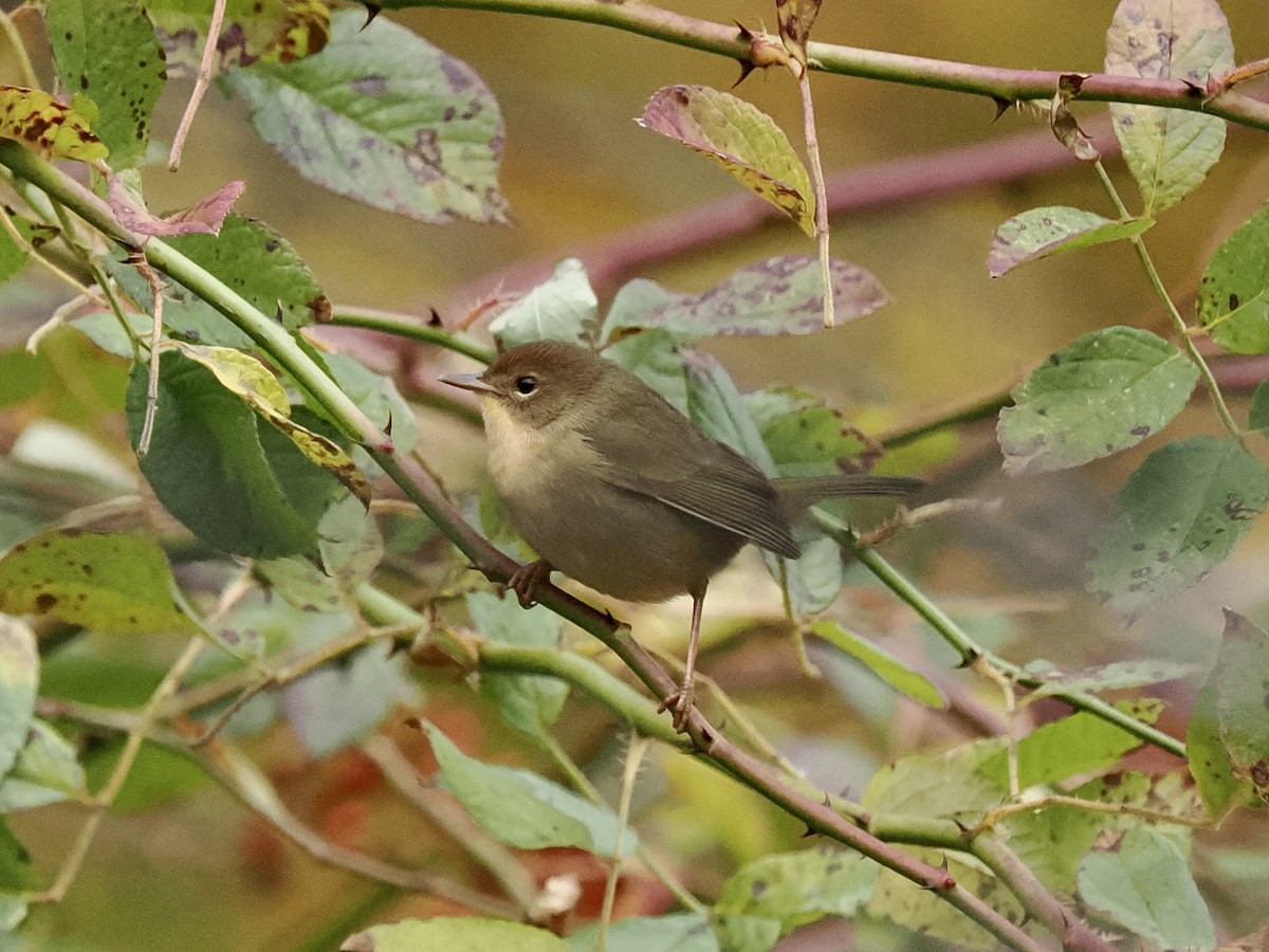 Common Yellowthroat - ML644612987