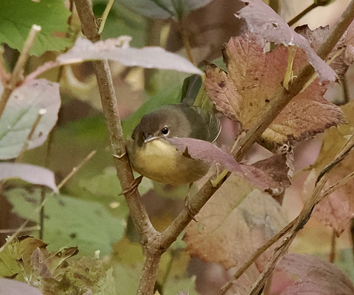 Common Yellowthroat - ML644612996