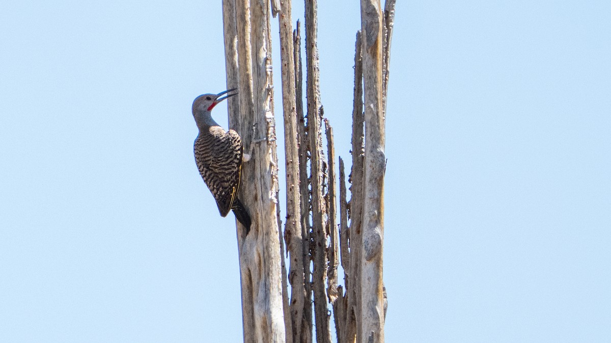 ミナミハシボソキツツキ - ML644612997