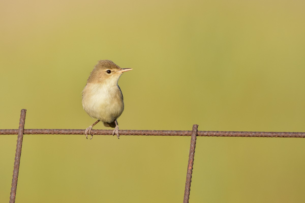 sedmihlásek šedý - ML644613014