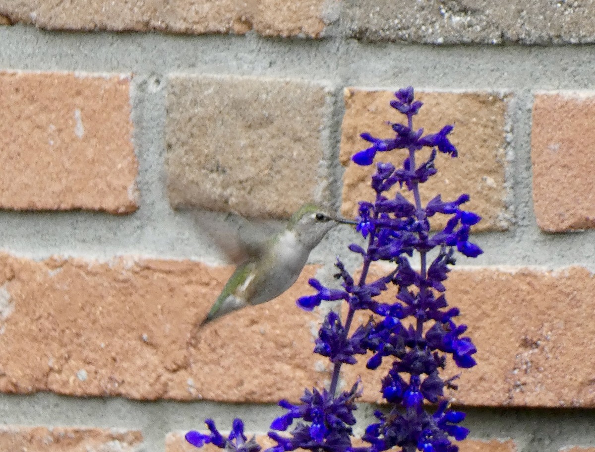 Black-chinned Hummingbird - ML644613016