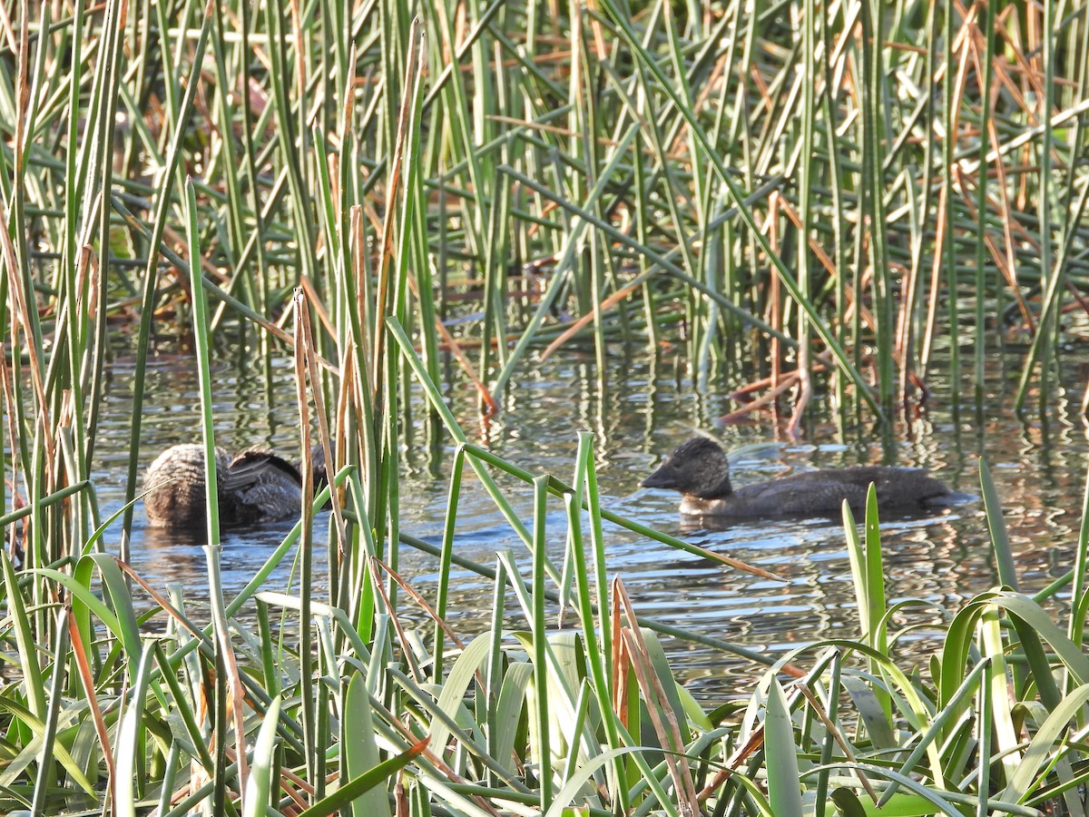 pungand - ML644613017