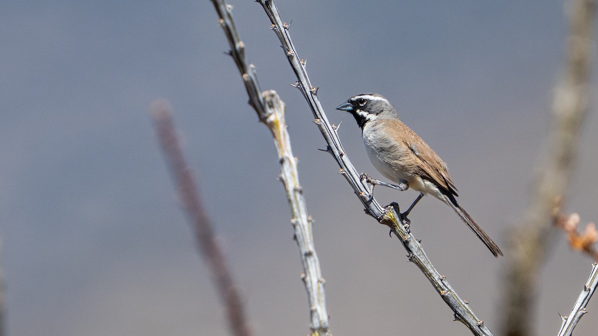Black-throated Sparrow - ML644613028
