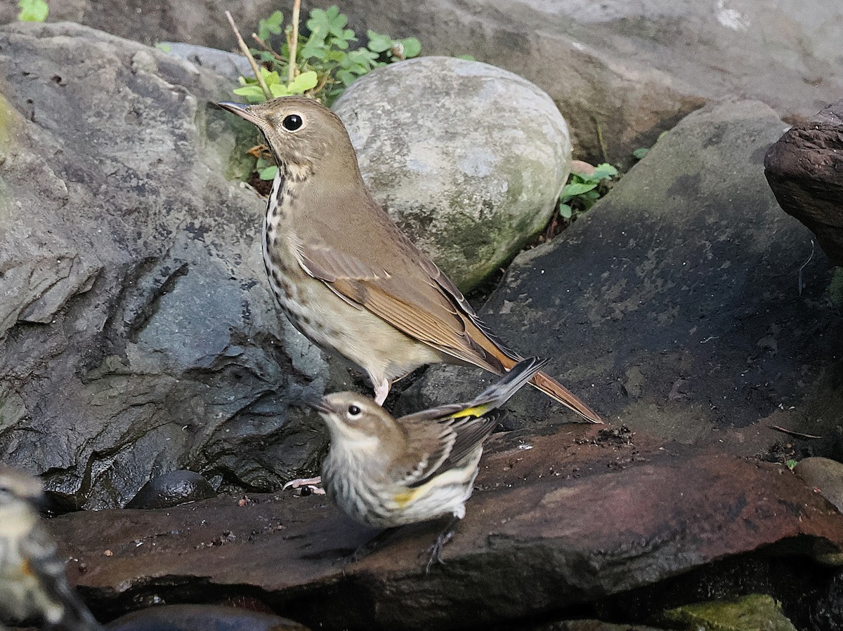 Hermit Thrush - ML644613035