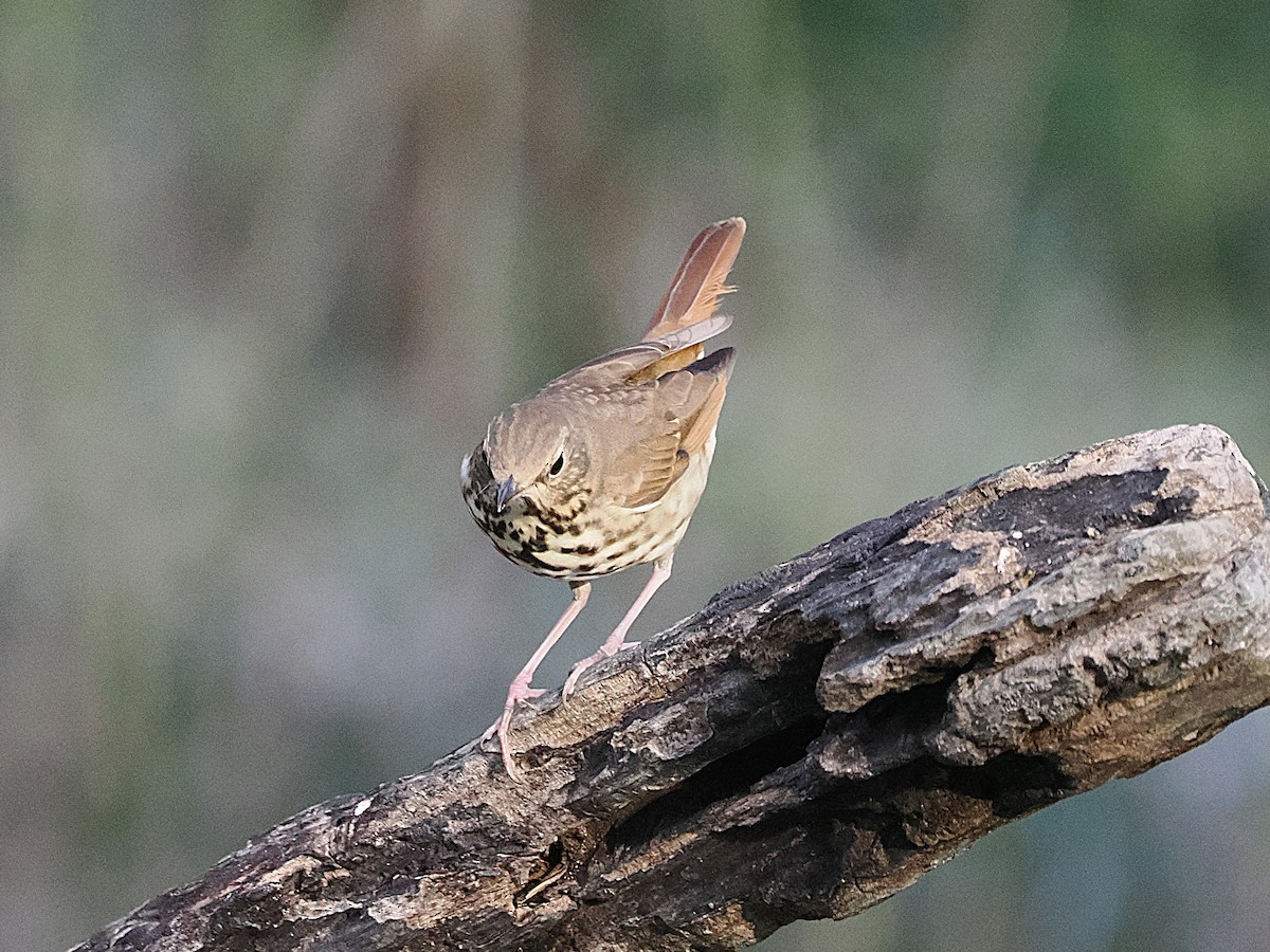 Hermit Thrush - ML644613036