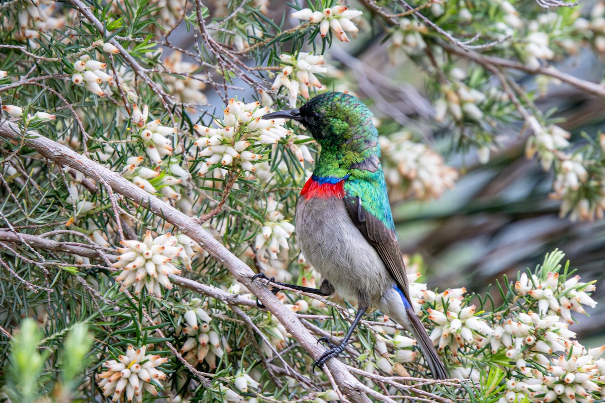 Southern Double-collared Sunbird - ML644613037