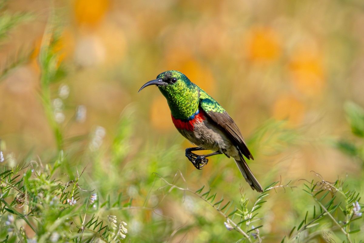 Southern Double-collared Sunbird - ML644613038