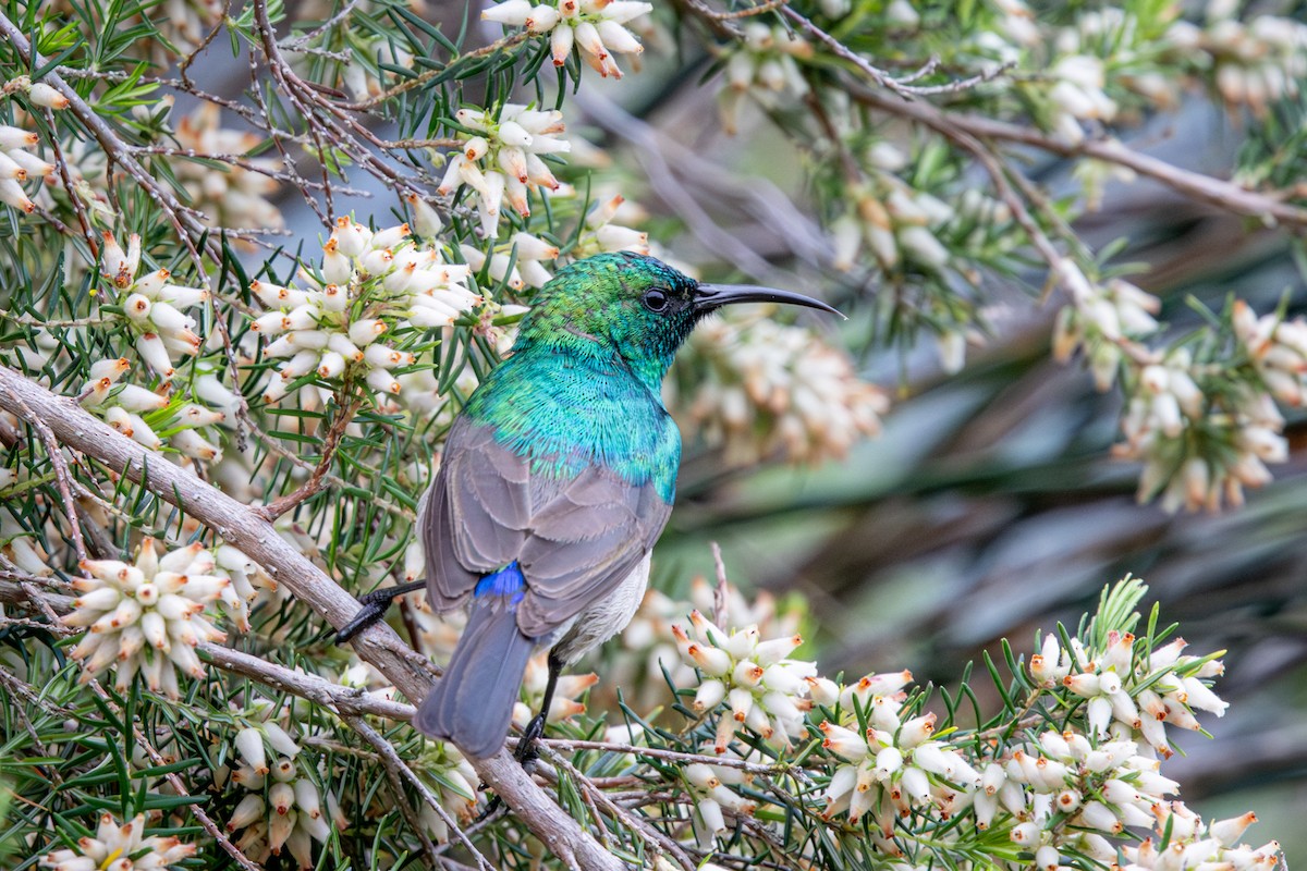 Southern Double-collared Sunbird - ML644613039