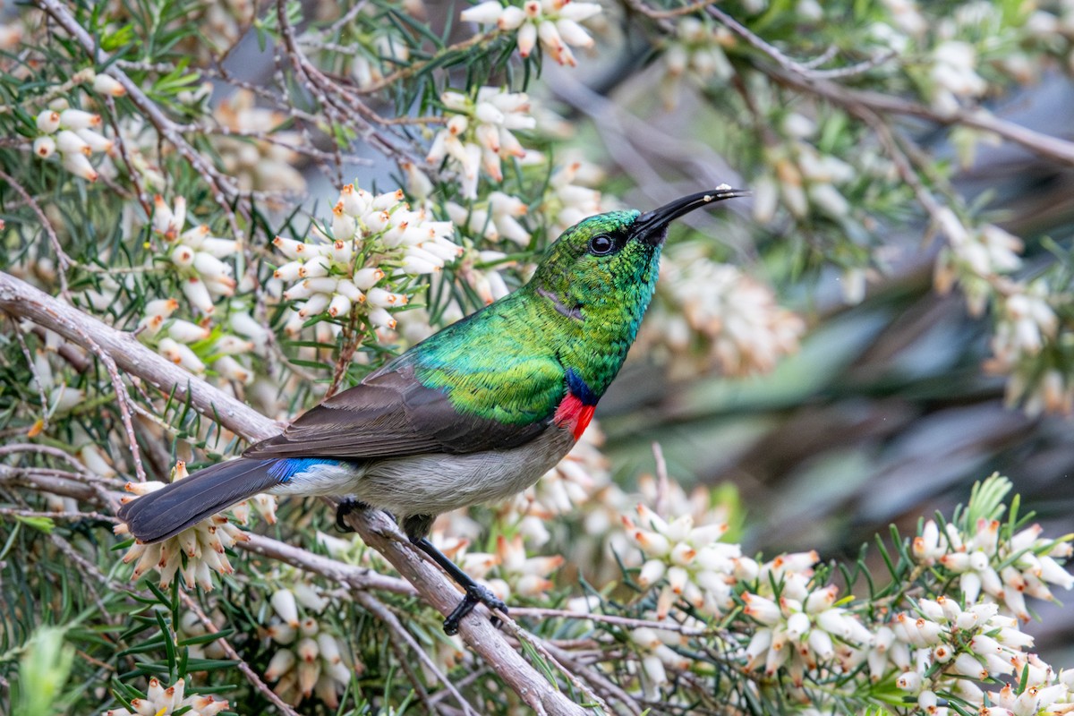 Southern Double-collared Sunbird - ML644613040