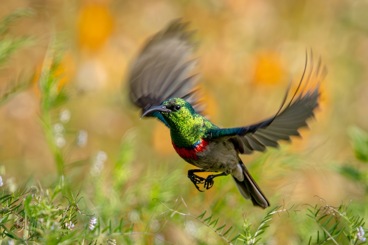 Southern Double-collared Sunbird - ML644613041